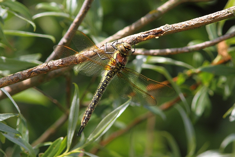 J01_2739 Brachytron pratense.JPG